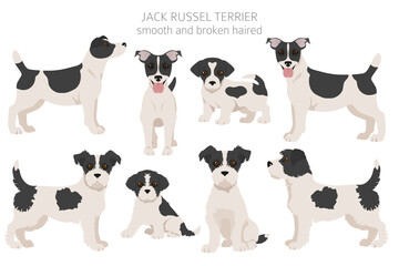 Jack Russel terrier in different poses and coat colors. Adult dogs and puppy set - obrazy, fototapety, plakaty