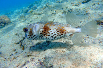 Yellowspotted burrfish (cyclichthys spilostylus) taken in the Red Sea. 