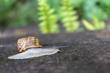 Snail near some ferns, crawling