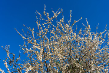 Sprig of white flowers blossoms on blue sky background