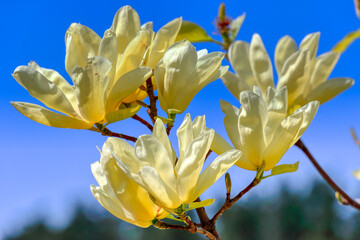 Yulan magnolia flowers on the blue sky background. Magnolia blooms. Tulip Tree. Magnolia denudata close-up, spring background.