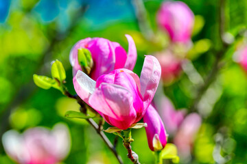 Fototapeta na wymiar Blooming magnolia soulangeana flowers on a tulip tree in spring. Clouse up. Romantic floral background. Internet springtime banner. Space for text 