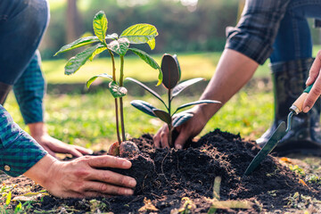 World environment day afforestation nature and ecology concept The male volunteer are planting seedlings and trees growing in the ground while working in the garden to save Earth, Earth Day.