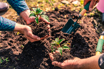 World environment day afforestation nature and ecology concept The male volunteer are planting...