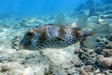 Yellowspotted burrfish (cyclichthys spilostylus) taken in the Red Sea. 