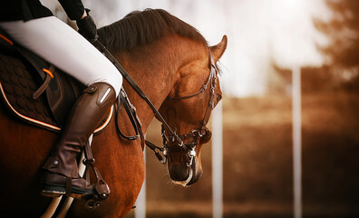 A rear view of a bay horse with a dark mane and a rider in a brown leather saddle on an autumn...
