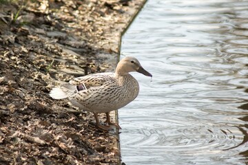 duck on the water