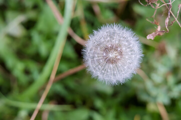 Blowball white fluffy. Dandelion in bloom. Flower of white fluffy.