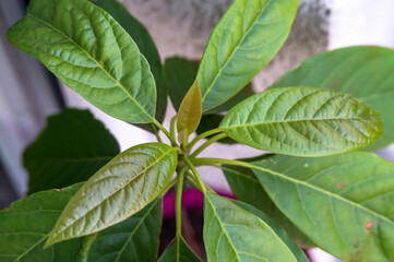 A sprout of a young tree.The green leaves of a young avocado tree.