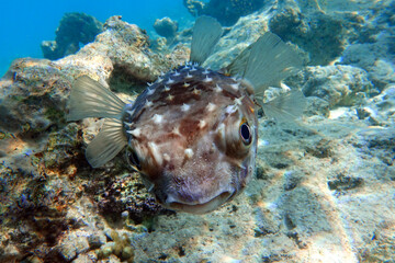 Yellowspotted burrfish (cyclichthys spilostylus) taken in the Red Sea. 