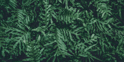 tropical leaves, abstract green leaves texture, nature background