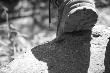 An experienced tourist's boots are drying in the sun on a warm spring day on a stone in the forest. Shallow depth of field. A large black beetle climbs the stone. Travel atmosphere.