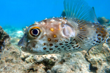 Yellowspotted burrfish (cyclichthys spilostylus) taken in the Red Sea. 