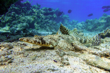 Fototapeta na wymiar Crocodilefish (Papilloculiceps longiceps) - Red sea