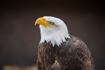 Fototapeta premium Weißkopfseeadler