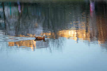 The duck swims in the city pond against the backdrop of the setting sun.