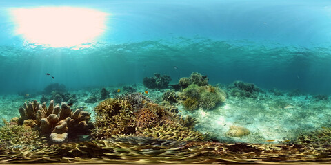 Reef underwater tropical coral garden. Underwater sea fish. Philippines. 360 panorama VR.