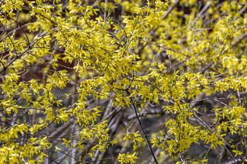 Colorful flowering tree with beautiful yellow flowers on branches