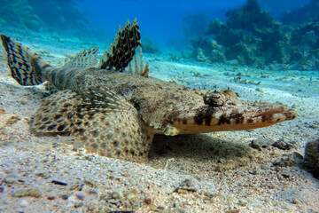 Crocodilefish (Papilloculiceps longiceps) - Red sea
