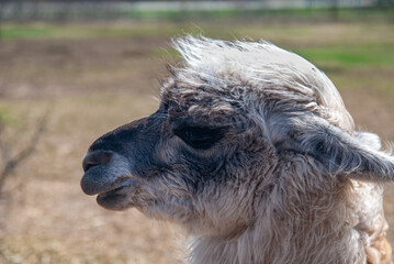 Fototapeta premium close up of a alpaca