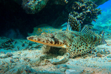 Fototapeta premium Crocodilefish (Papilloculiceps longiceps) - Red sea