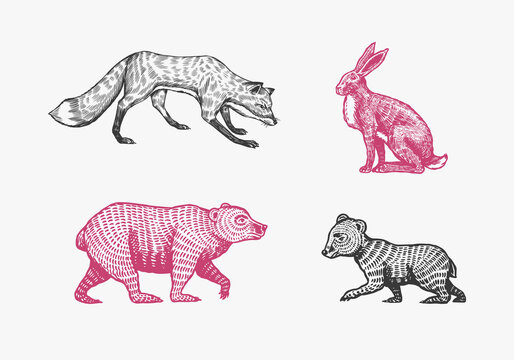 Forest animals. Bear Grizzly and red Fox. Jumping beasts. Vector Engraved hand drawn Vintage sketch for label or poster.