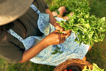 View from above of a beautiful female gardener with freshly picked ecological parsley at the farm. A young farmer woman picks the harvest in the garden.