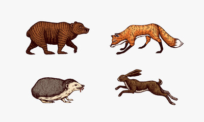 Forest animals. Bear Grizzly and red Fox, Hare and Hedgehog. Jumping beasts. Vector Engraved hand drawn Vintage sketch for label or poster.