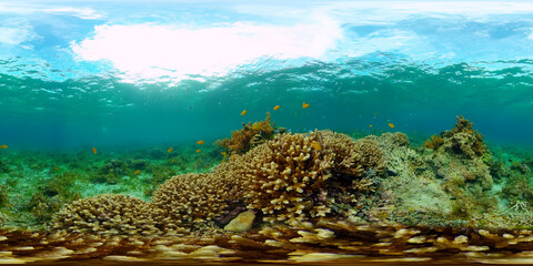 Fototapeta premium Coral Reef and Fishes Underwater. Underwater fish reef marine. Tropical colorful underwater seascape with coral reef. Philippines. 360 panorama VR