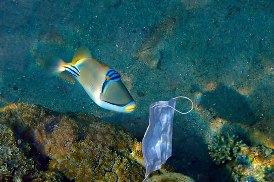 Discarded protection mask hooked on coral reef branches in the  Red Sea. Coronavirus is contributing as man-induced factor to wasting and polluting oceans and seas thus impacting  on aquatic ecosystem