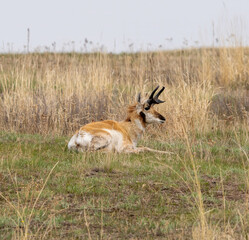 Pronghorn antelope watching over his herd protecting them on the plains of Montana.