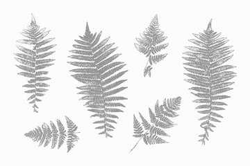 Fototapeta na wymiar Natural Fern Leaf Print Silhouettes. Stamp Leaves Vector Set. Textured Forest Summer Plants Imprint for Floral Design.