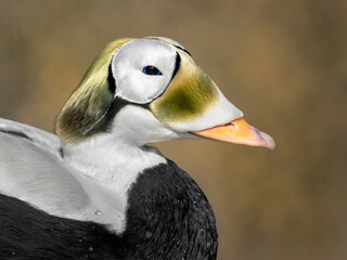 Spectacled Eider (Somateria fischeri) duck portrait edited in a fine art style with a textured brown and yellow background