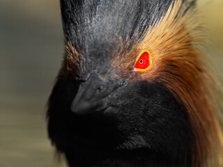 Black-Necked Grebe(Podiceps nigricollis) close-up portrait focusing on the red eye, with out of focus background.
