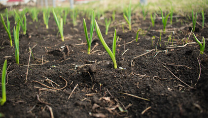 Small sprouts of garlic in the ground.