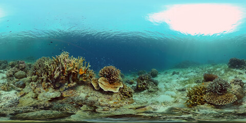 Fototapeta na wymiar Reef Coral Tropical Garden. Tropical underwater sea fish. Colourful tropical coral reef. Philippines. 360 panorama VR