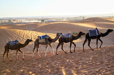 camels in the desert