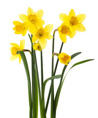 Beautiful blooming yellow daffodils on white background © New Africa