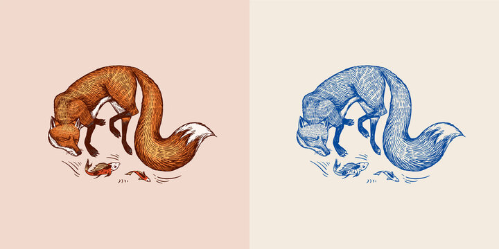 Fox plays with fish. Forest ginger beast. Vector Engraved hand drawn Vintage sketch for label or poster.