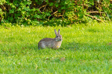 Feldhase auf einer grünen Wiese mit Gras im Maul