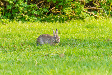 Feldhase frisst Gras auf einer Wiese und blickt dabei zur Kamera