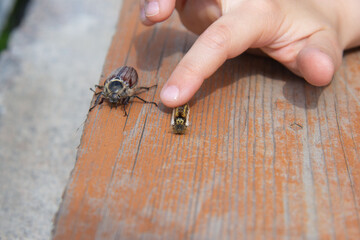 A child plays with a caterpillar and a May beetle. she touches her hand and strokes their backs.