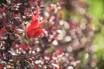 Tulpe mit Regentropfen vor unscharfem Hintergrund mit Bokeh in Traumoptik
