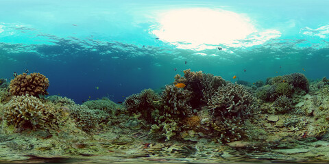 Naklejka na ściany i meble Tropical fishes and coral reef underwater. Hard and soft corals, underwater landscape. Philippines. Virtual Reality 360.
