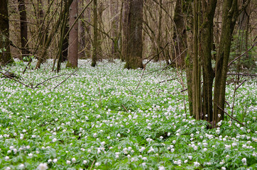  forest with white snowdrops