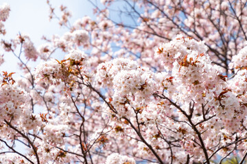 蝦夷山桜