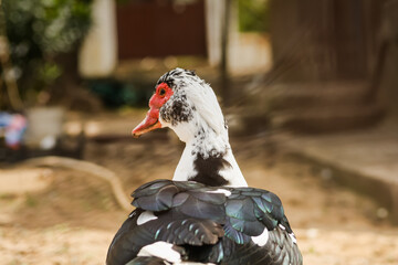 Close up shot of a goose with a red beak, white head and green - black feather - blurred background