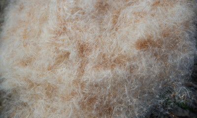 Natural background. Reed fluff with grains. Mature reeds.