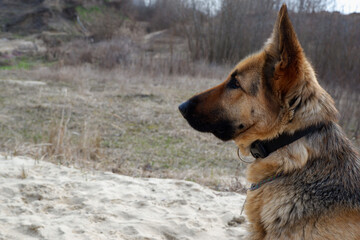 German shepherd dog sits on the sandy beach of the lake in early spring. Walking with your pet.