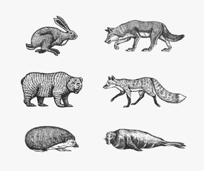 Forest animals. Bear Grizzly, Wolf and red Fox, Hare and Hedgehog and Seal. Jumping beasts. Vector Engraved hand drawn Vintage sketch for label or poster.